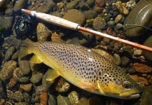 Rio Dorado Lodge 's Fly-fishing Catch of a Brown trout – Fly dreamers 