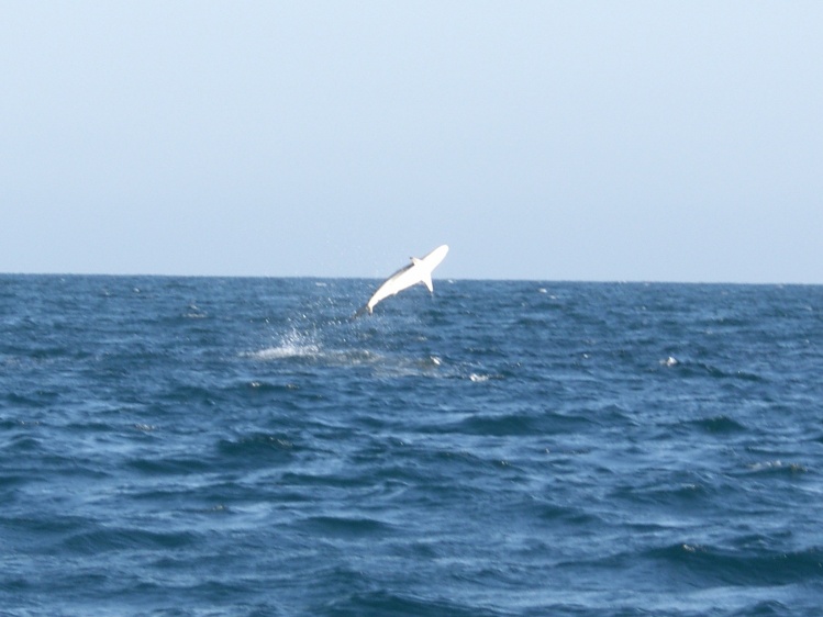 Atlantic Ocean, Palm Beach, Southeast Florida, United States