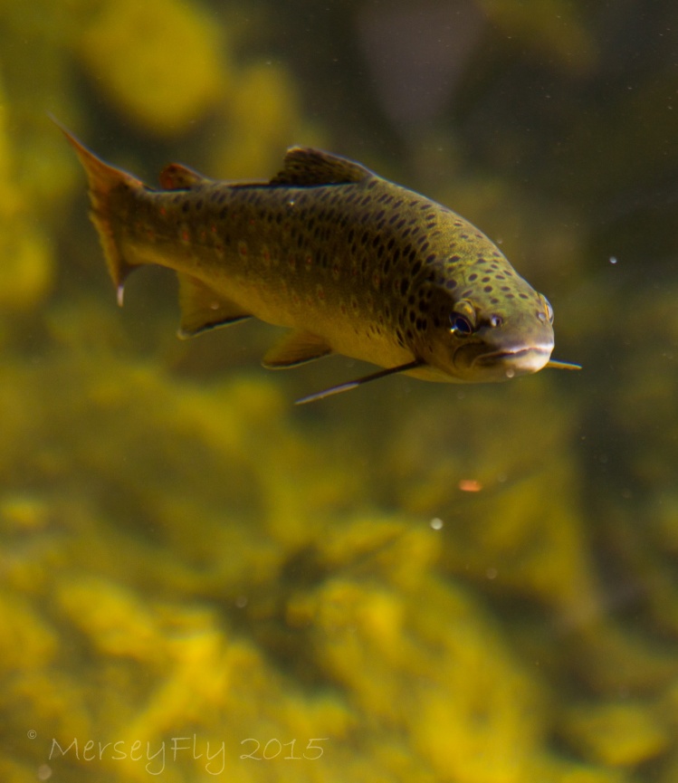 Tasmania 2014/15 trout season