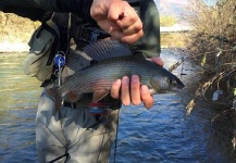 Lorenzo Natarelli 's Fly-fishing Picture of a Grayling – Fly dreamers 