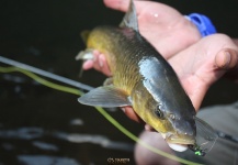  Foto de Pesca con Mosca de Yellowfish por Jako Lucas – Fly dreamers 