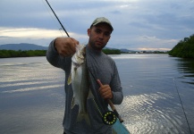 Fly-fishing Picture of Snook - Robalo shared by Ronaldo Almeida – Fly dreamers