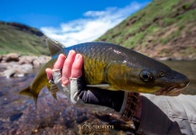 Fly-fishing Picture of Yellowfish shared by Jako Lucas – Fly dreamers