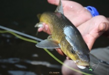 Jako Lucas 's Fly-fishing Pic of a Yellowfish – Fly dreamers 