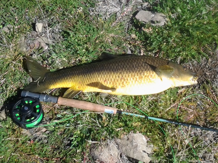 Barbo capturado con caña de 8 pies y linea 4#.