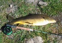  Foto de Pesca con Mosca de Barbo compartida por LUIS SÁNCHEZ ANAYA – Fly dreamers