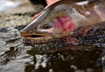 Brice Reid 's Fly-fishing Image of a Cuttie – Fly dreamers 