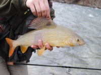 Foto de pesca con mosca