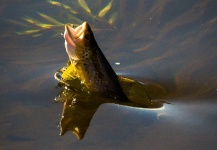  Captura de Pesca con Mosca de Trucha marrón por Peter Broomhall – Fly dreamers