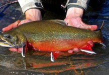  Fotografía de Pesca con Mosca de Trucha de arroyo o fontinalis por Rudy Babikian – Fly dreamers