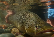 Chip Drozenski 's Fly-fishing Photo of a Brown trout – Fly dreamers 