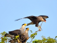 Caracara - large raptors about the size of bald eagles