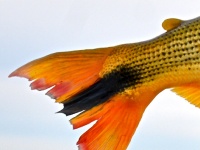 Great colors on the tail of this Dorado
