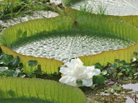 Giant Lily pads