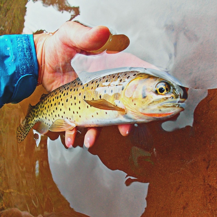 A beautiful high country cutthroat.  San Juan Mountains.  Caught on a dry fly.  Photo by Andy McKinley and Duranglers