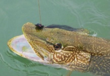 Duranglers Flies And Supplies 's Fly-fishing Photo of a Pike – Fly dreamers 