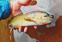 Fly-fishing Pic of Cutthroat shared by Duranglers Flies And Supplies – Fly dreamers 