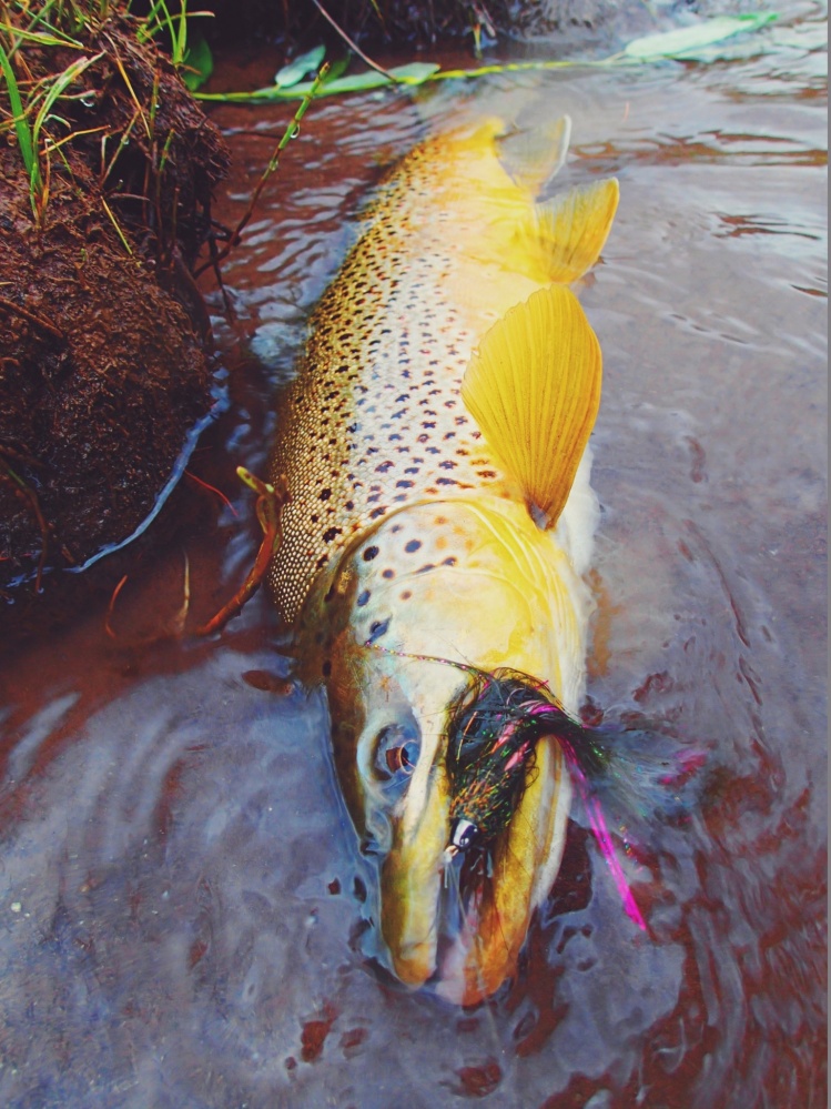 Animas River streamer destroyer.  Andy McKinley photo.