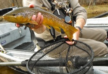 Brian Kozminski 's Fly-fishing Catch of a Brown trout – Fly dreamers 
