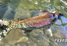 Fishbite Media 's Fly-fishing Photo of a Rainbow trout – Fly dreamers 