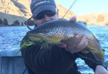 Fly-fishing Picture of Brown trout shared by Troy Bccs – Fly dreamers