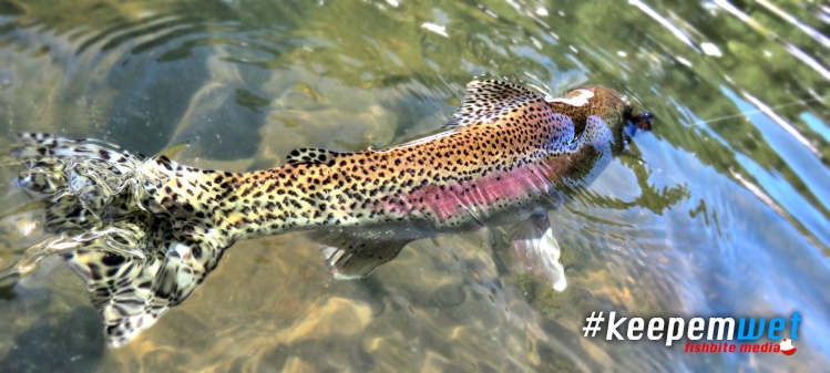 A wild Idaho rainbow turns against 1x tippet. #keepemwet