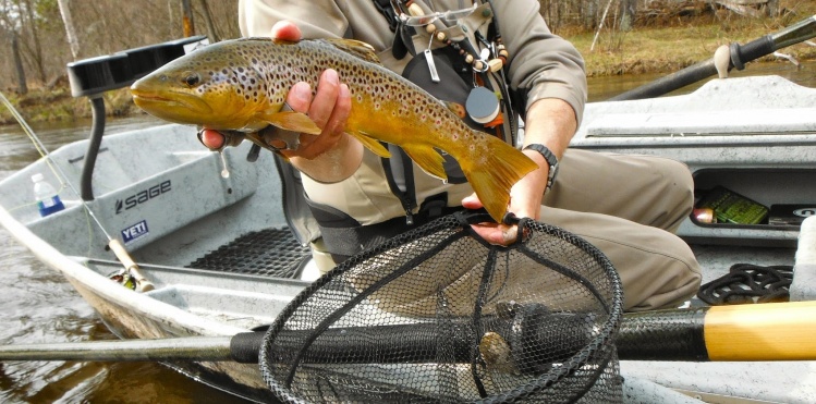 Healthy Manistee Rover Brown with Bob Mallard from Kennebec Outfitters 