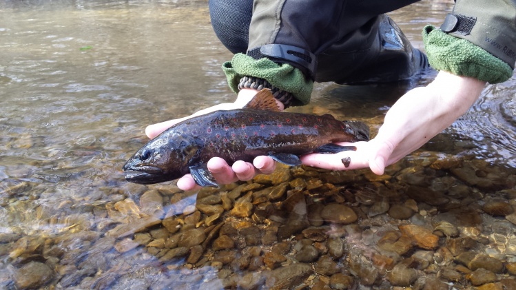 hybrid between marble and brown trout. Her dark colour is probably a consequence of fish living under the bank and in crevices during the winter time 