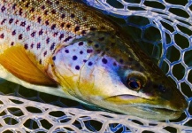 Derek  Klein 's Fly-fishing Photo of a Browns – Fly dreamers 