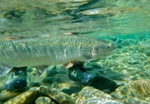 Sam Carlisle 's Fly-fishing Picture of a Atlantic salmon – Fly dreamers 
