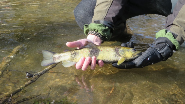 hybrid between marble and brown trout. 