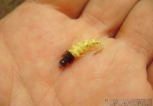 Organza caddis emerger.