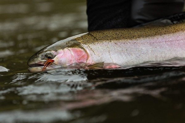 Join Trout Unlimited and you’ll be joining one of the largest communities of anglers and giving back to the sport you love. Help us make fishing better. Become a TU member today. www.tu.org/join 