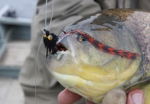 Aure'lio Martins 's Fly-fishing Image of a Piranha – Fly dreamers 