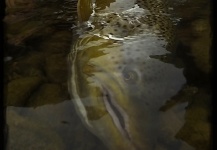 3  ENCUENTRO DE PESCADORES  ,PIEDRA DEL AGUILA . RIO LIMAY MEDIO( MARZO 2015 )