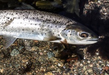 Brant Fageraas 's Fly-fishing Pic of a Sea-Trout – Fly dreamers 