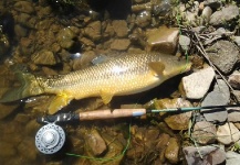  Foto de Pesca con Mosca de Barbo compartida por LUIS SÁNCHEZ ANAYA – Fly dreamers