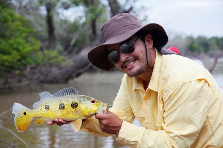 Pavón mariposa