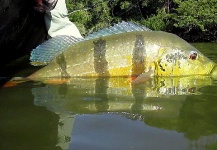 CARLOS ESTEBAN RESTREPO 's Fly-fishing Photo of a Peacock Bass – Fly dreamers 