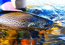 Chip Drozenski 's Fly-fishing Image of a Brown trout – Fly dreamers 