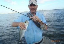 David Bullard 's Fly-fishing Pic of a Bluefish - Tailor - Shad – Fly dreamers 