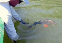 Fly-fishing Situation of Peacock Bass shared by CARLOS ESTEBAN RESTREPO 