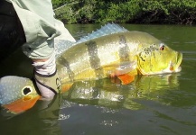 Great Fly-fishing Situation of Peacock Bass shared by CARLOS ESTEBAN RESTREPO 