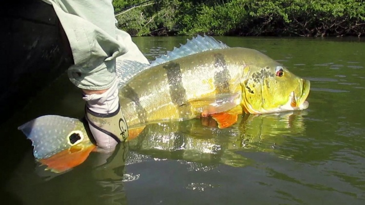 Liberación de un Cichla Temensis, Río Tuparro, Colombia