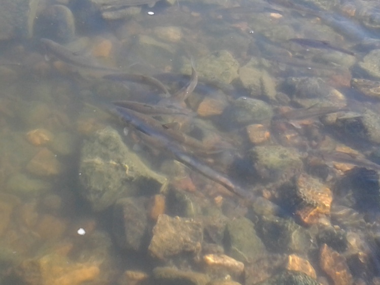 Grupo de bogas en aguas someras.