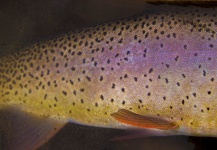  Fotografía de Pesca con Mosca de Cutthroat de moteado fino compartida por Rudy Babikian – Fly dreamers