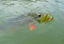 CARLOS ESTEBAN RESTREPO 's Fly-fishing Picture of a Peacock Bass – Fly dreamers 