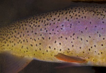 Fly-fishing Photo of Fine Spotted Cutthroat shared by Rudy Babikian – Fly dreamers 