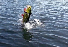 Fly-fishing Situation of Peacock Bass - Image shared by CARLOS ESTEBAN RESTREPO – Fly dreamers