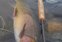 Rudy Babikian 's Fly-fishing Photo of a Fine Spotted Cutthroat – Fly dreamers 